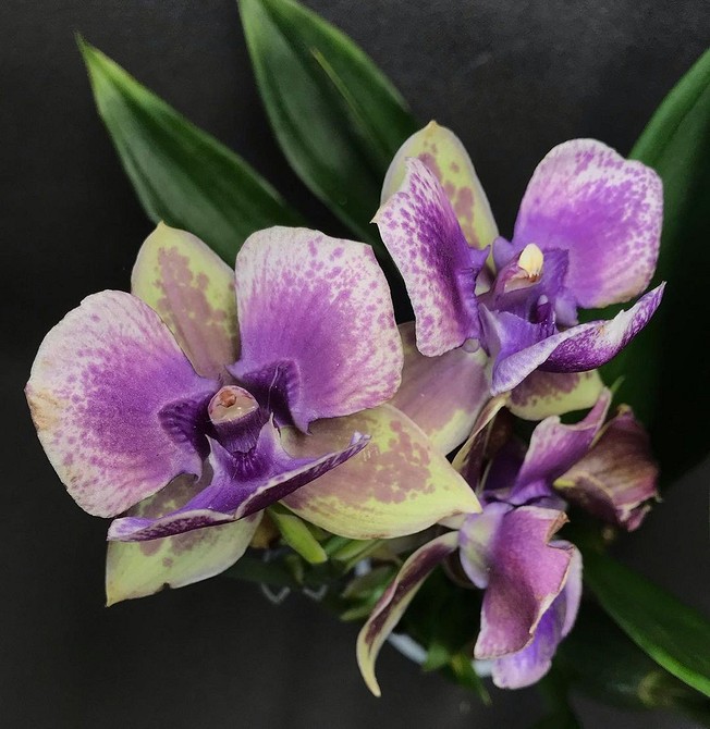 350 фото орхидей, самых красивых в мире (сорта и описание)