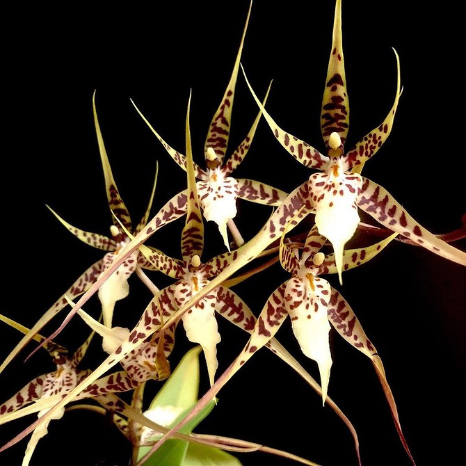 350 фото орхидей, самых красивых в мире (сорта и описание)