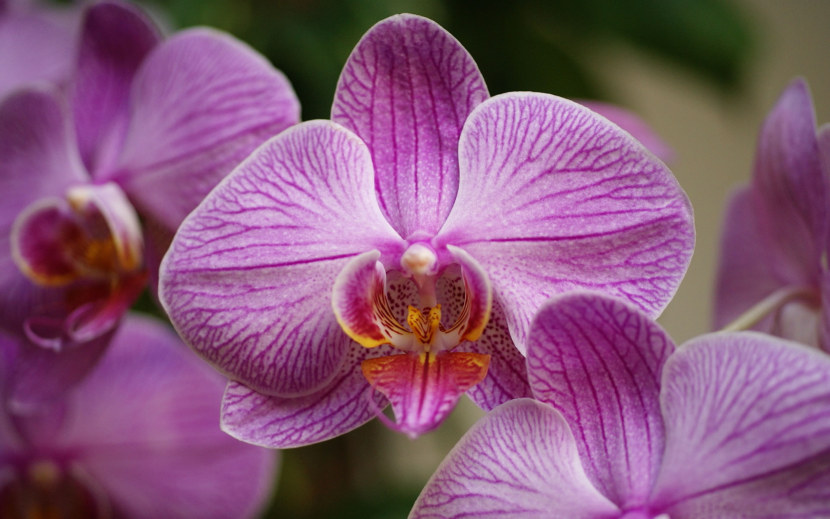 350 фото орхидей, самых красивых в мире (сорта и описание)