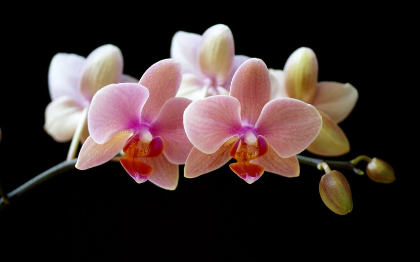 350 фото орхидей, самых красивых в мире (сорта и описание)