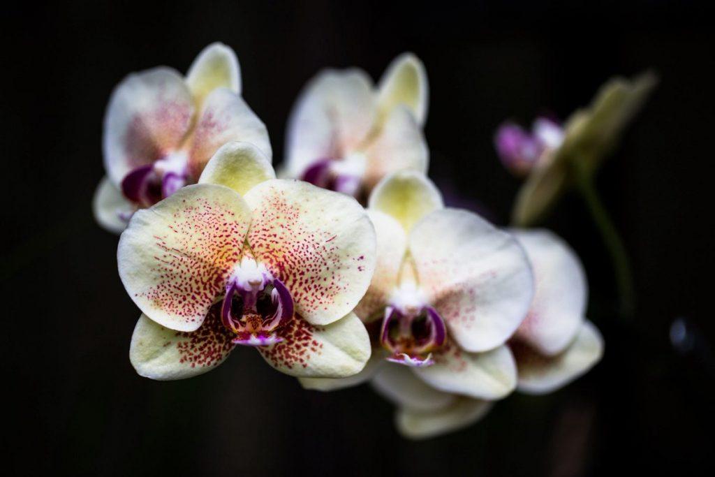 350 фото орхидей, самых красивых в мире (сорта и описание)