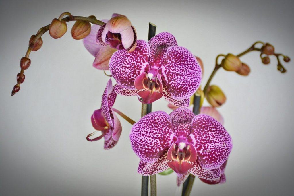 350 фото орхидей, самых красивых в мире (сорта и описание)