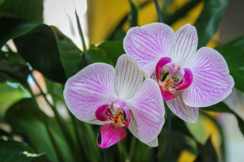 350 фото орхидей, самых красивых в мире (сорта и описание)