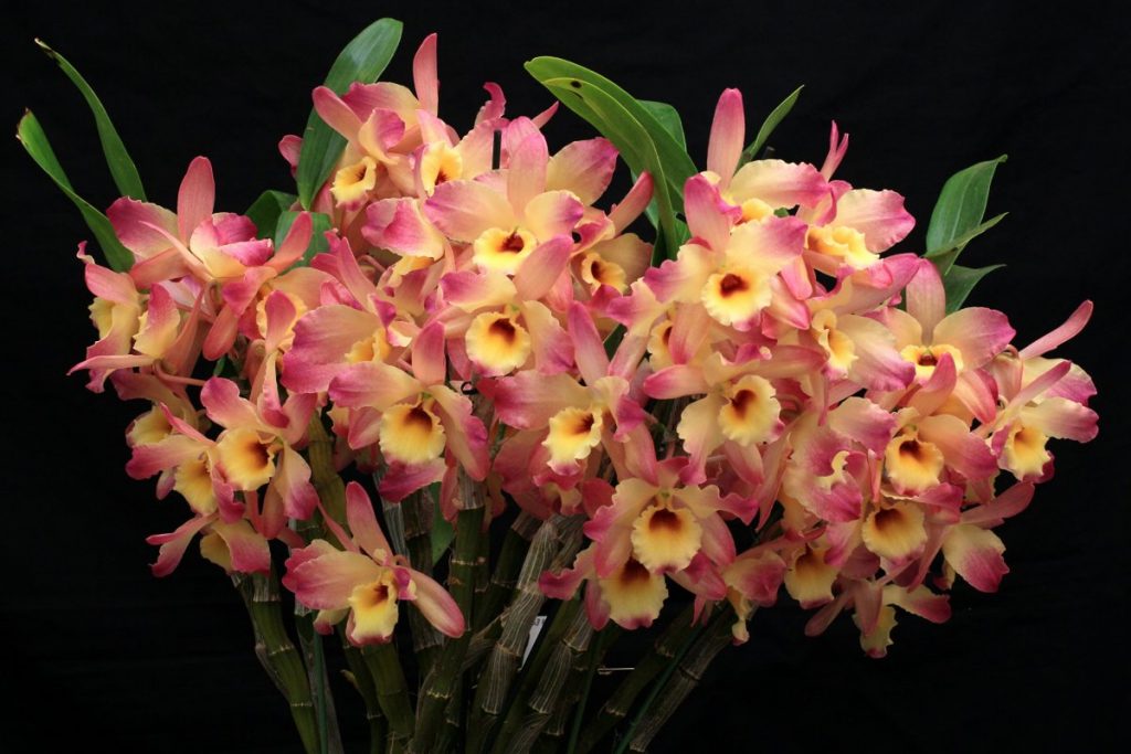 350 фото орхидей, самых красивых в мире (сорта и описание)