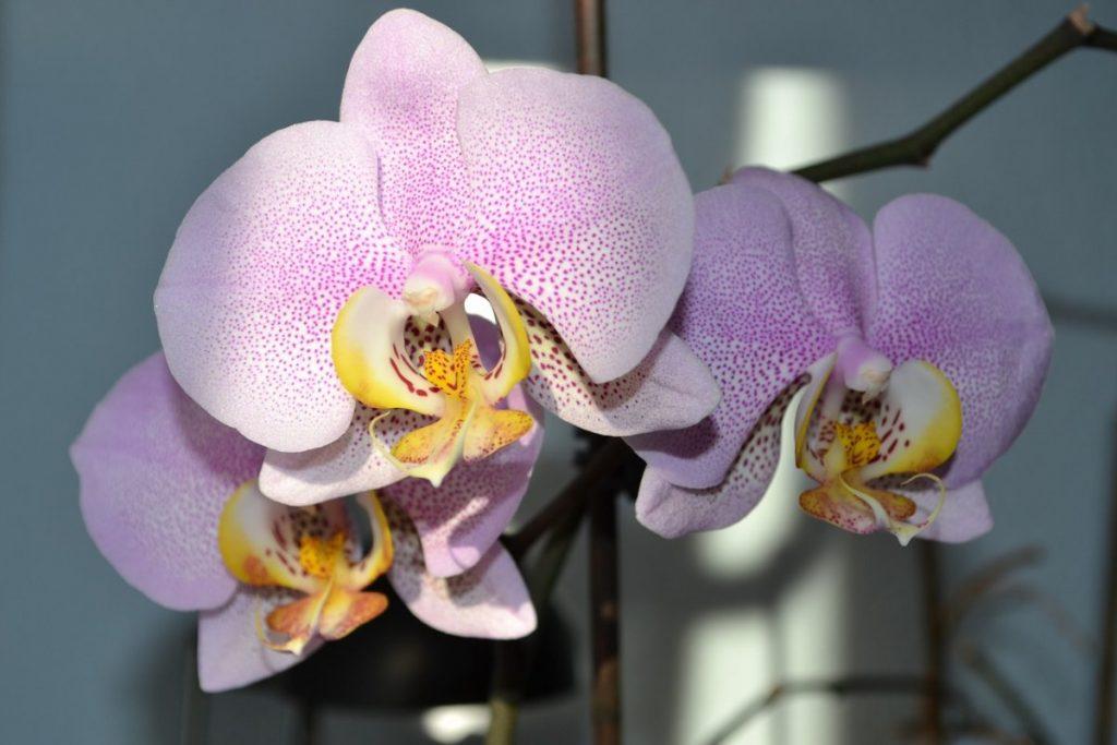 350 фото орхидей, самых красивых в мире (сорта и описание)