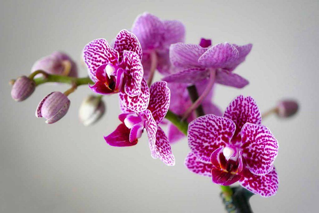 350 фото орхидей, самых красивых в мире (сорта и описание)