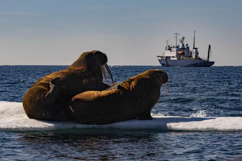 Экспедиционные круизы от Vasta Expeditions – что за вид туризма, почему так популярны, сколько стоят, где проходят?