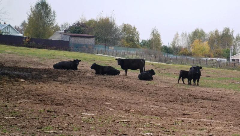 Куда поехать с детьми посмотреть животных и пожить на природе: экодеревни набирают популярность