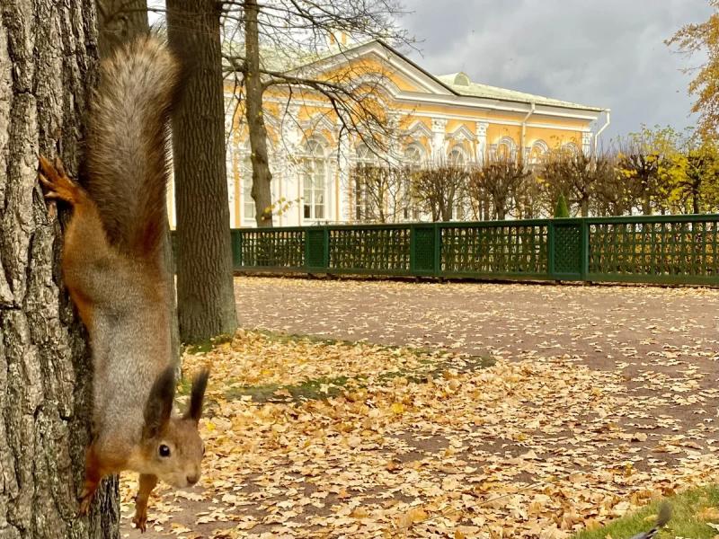 В Петергоф без очереди: плюсы и минусы поездки в пригороды Петербурга осенью